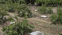 高雄農損約1億元 芭樂木瓜等24日前受理申報救助