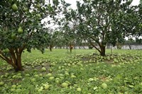 颱風丹娜絲及豪雨致農損逾25.6億元  台南占9億