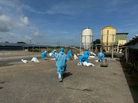大雨後、高溫成病原溫床  雲林1鵝場染禽流感
