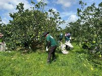 高雄青農赴麻豆協助清園  文旦農淚謝：不再孤單