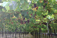 彰化木瓜及釀酒葡萄颱風豪雨受損  可申請現金救助