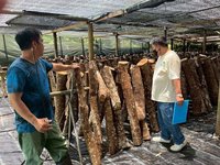 苗縣推原鄉林下經濟　3處段木香菇示範基地出爐