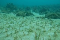 海委會聯名農業部提藍碳方法學  獲環境部審議通過