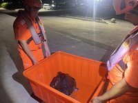 保育類欖蠵龜困網哀吼　澎湖岸巡聞聲及時救援