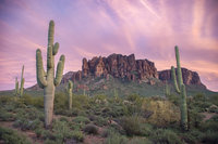 明年1/15起直飛鳳凰城　星宇航空：來回不中停