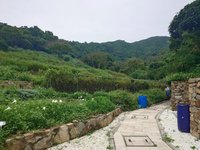 南竿閒置農地種金銀花推出商品　盼成馬祖新特色