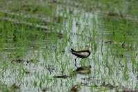 台南夏季水雉調查反常減少逾百隻　颱風毀棲地影響