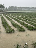 屏東農損逾1億  周春米盼盡速公告救助標準