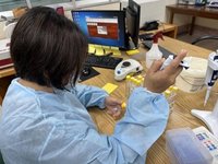 動物用藥毒素檢驗不再用鱟血  守護海洋活化石