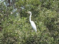高雄援中港濕地迎幼鳥　鷺鳥家族育雛季來臨
