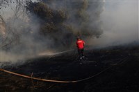 希臘野火肆虐第2天釀1死　強風恐助長火勢蔓延