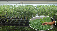 種苗場強化嫁接用茄子根砧種源　番茄生產更穩定