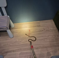 基隆5歲童遊戲室遭龜殼花咬傷　施打血清後無大礙