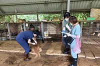 新埔狗園虐犬案逾10隻犬死亡　竹縣府移送偵辦