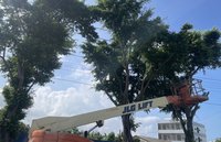 颱風楊柳逼近　高市公園處防颱並籲車輛勿停樹下