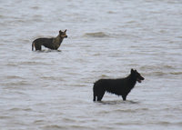 新竹香山濕地野狗撲咬水鳥　市府：加強巡查誘捕