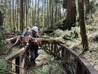 阿里山森林遊樂區清理倒木  預計15日恢復開園