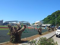 南竿福澳運動場榕樹疑遭砍　縣府：為移植做準備