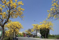 確保路人安全  彰化芬園93株黃金風鈴木9月將移除