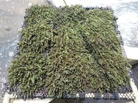 國海院團隊採集逾52種本土藻類　1/6具產業潛力