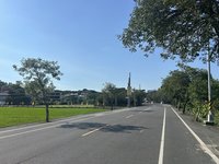 彰化彰南路部分黃金風鈴木移除　不影響黃金大道