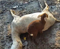 彰化飼主控地主毒害逾百隻羊　全案進入司法程序