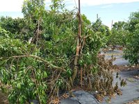 高市颱風楊柳豪雨農損救助  8/22起受理申請