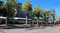 台東高中旁人行步道黑板樹　考量安全將移除