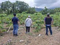 颱風楊柳颳倒木瓜樹  花蓮光復瓜田每公頃救助10萬