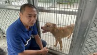 傷人比特犬移居雲林　新飼主為牠花40萬蓋新居
