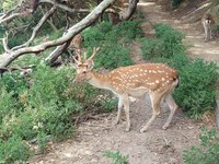 守護梅花鹿家園  遊客助大坵島除5萬外來玉珊瑚