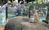狐獴擬列有條件飼養「灰名單」　動保團體籲禁養