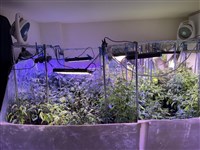 尼泊爾補教老師種大麻  士院判10年6月驅逐出境