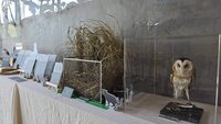 東勢林業園區修理工廠　11/2前展出猛禽生活