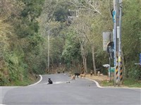 強化遊蕩犬收容所設置　農業部盤點林地農牧用地
