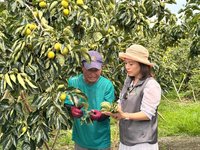 嘉義番路風災柿子受損6成  農會保價收購護農民