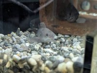 金門再生魚坊推產學合作  攜手校園復育原生魚