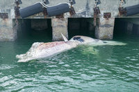 新加坡海域罕見再現鯨魚遺骸  國大博物館展開研究