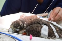 候鳥救傷  肉毒桿菌中毒最多、其次為撞擊