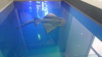 動保團體要求調查飯匙鯊死因  海科館：檢討改善