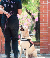 台中警犬隊傳因效率擬汰除 市警局：逐年檢討調整