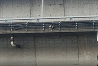 街貓受困新生高架橋外側　北市動保處救援幸未釀傷