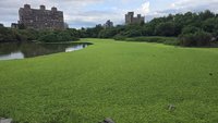 羅東林業文化園區水芙蓉大量繁殖  林保署展開清除