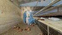 彰化芳苑蛋雞場禽流感  撲殺1萬3375隻雞