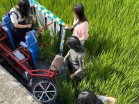 台東池上伯朗大道疑強風吹翻電輔車  4人摔落田裡