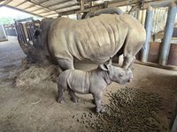 六福村白犀牛「阿花」新生寶寶滿月　命名花枝丸