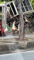 彰化中華西路5隻鵝逛大街　車輛停等讓鵝群先行