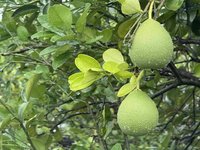 乾旱加風災　文旦產量較往年減少逾3成