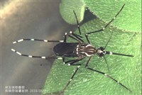 桃園登革熱群聚添2確診　北市增1例感染源待釐清