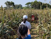 金門高粱迷宮融無形文資　引領學子認識在地文化